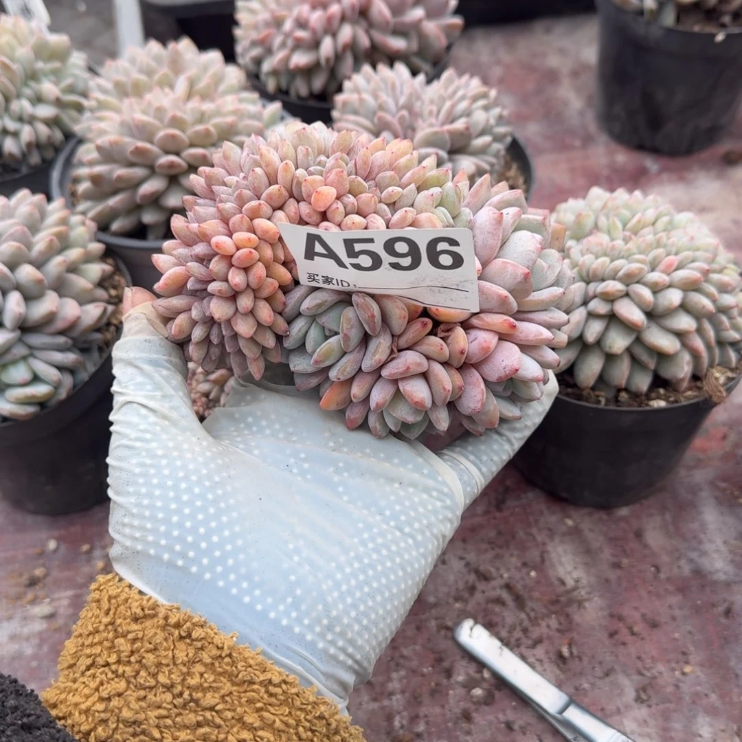 香***，呀呀呀呀呀呀呀呀呀