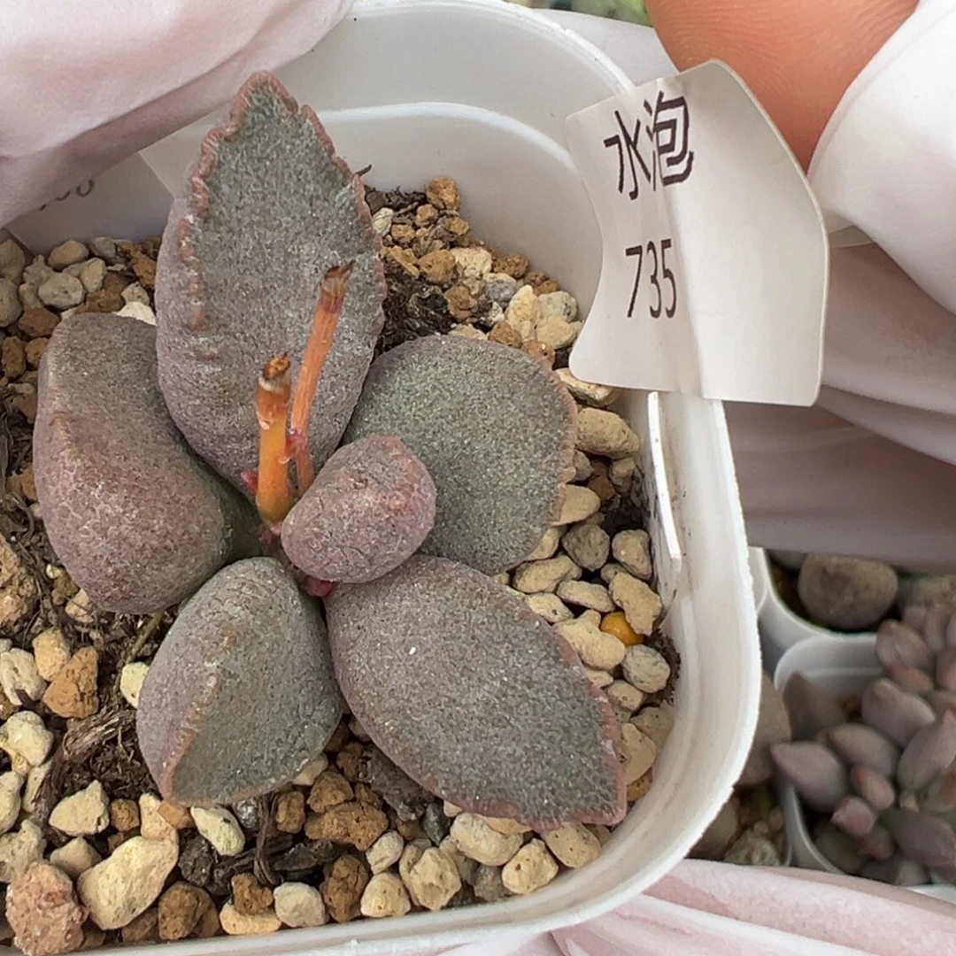 735杂交实生水泡一颗带卷边