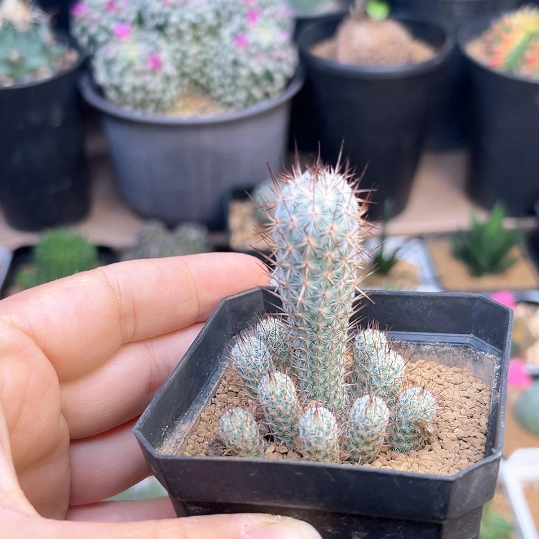 银狐团扇一颗一颗