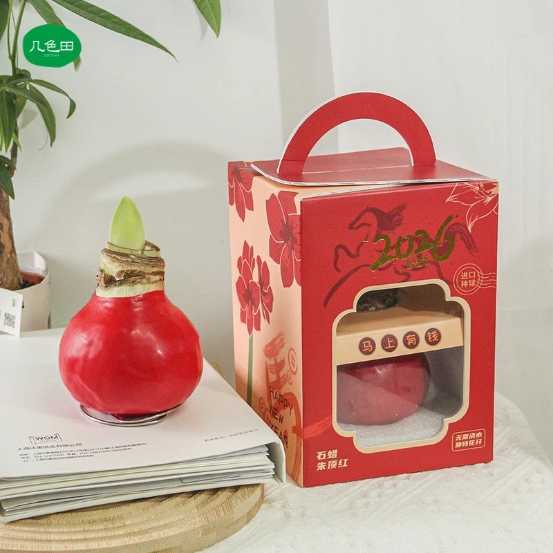 【马上有钱】朱顶红新年限定款礼盒装----注定红