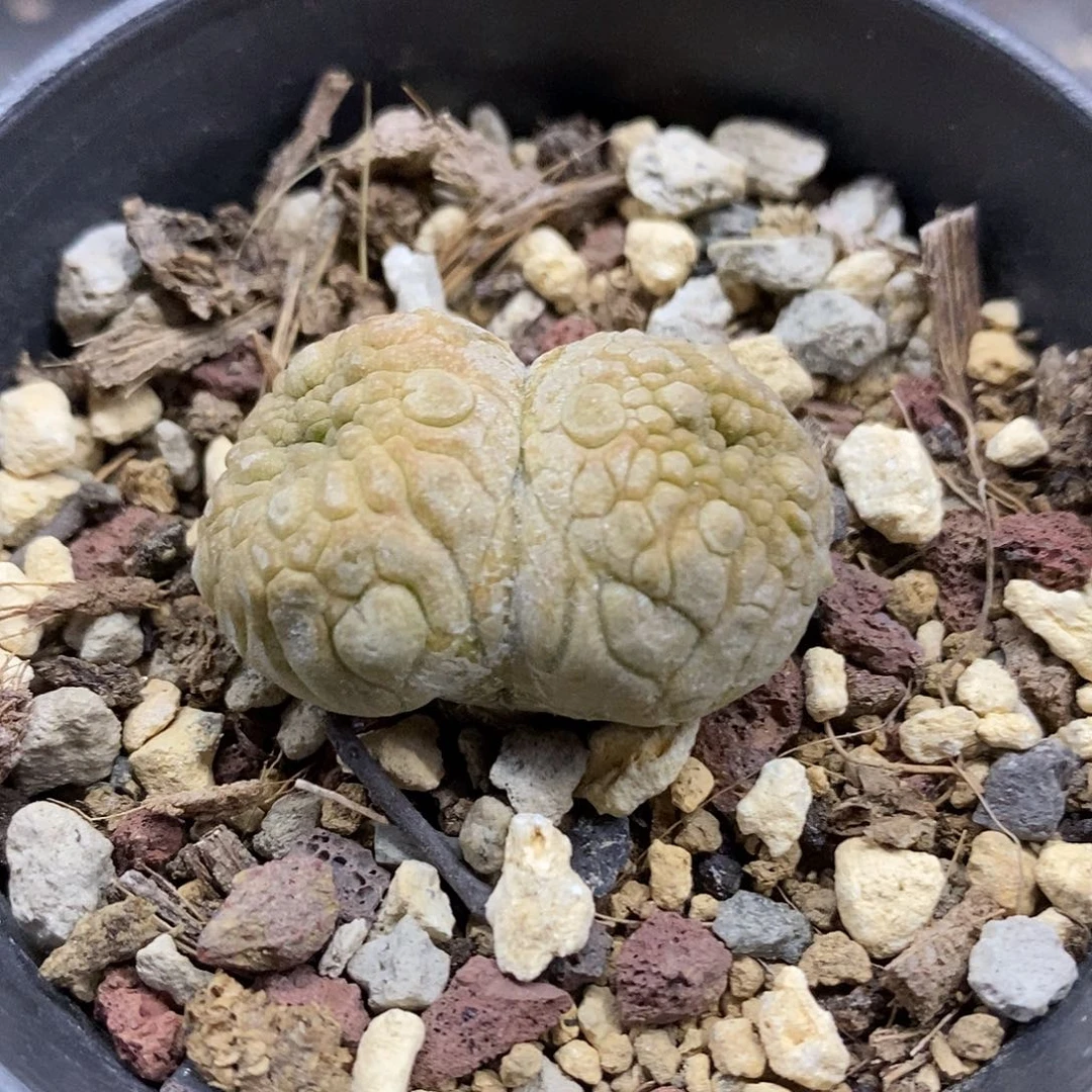 实生  双头凝蹄玉3公分左右一物一拍