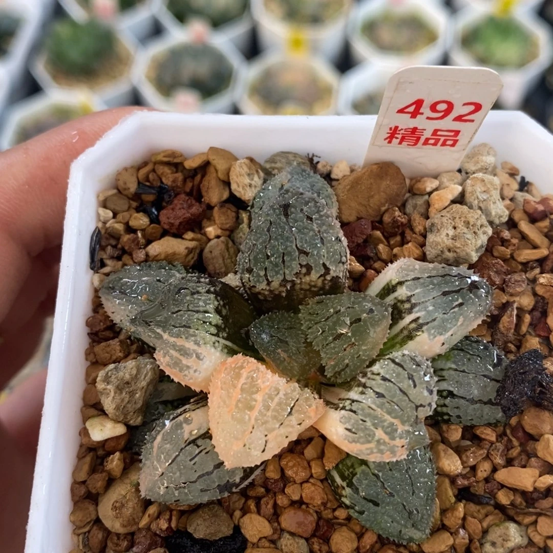 不开花植物492具味城