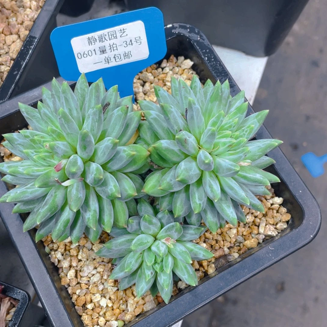 0601-34-青花瓷大群一颗