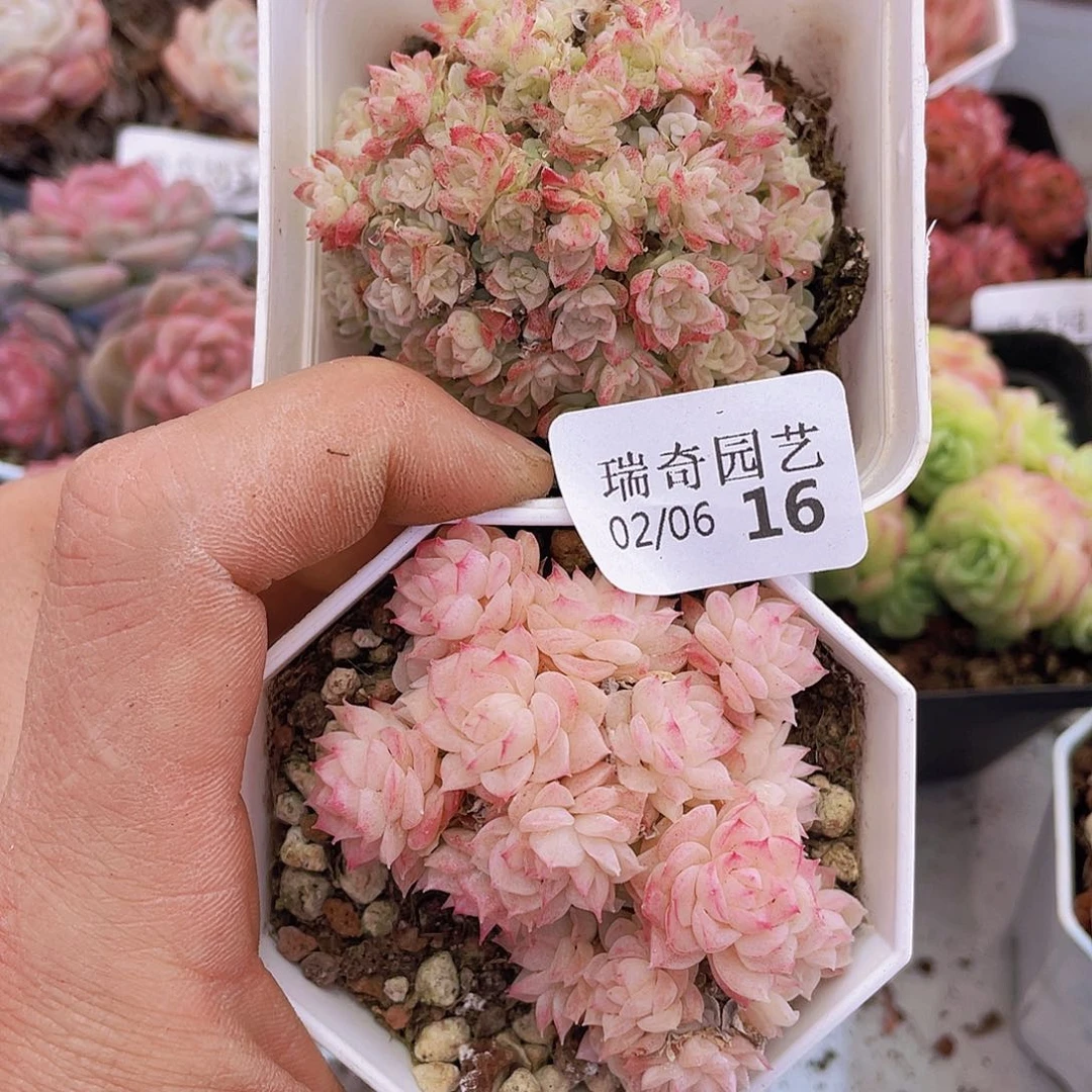 00000000000000016量拍