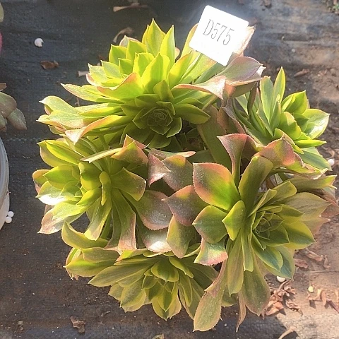 575青檬多肉法师锦