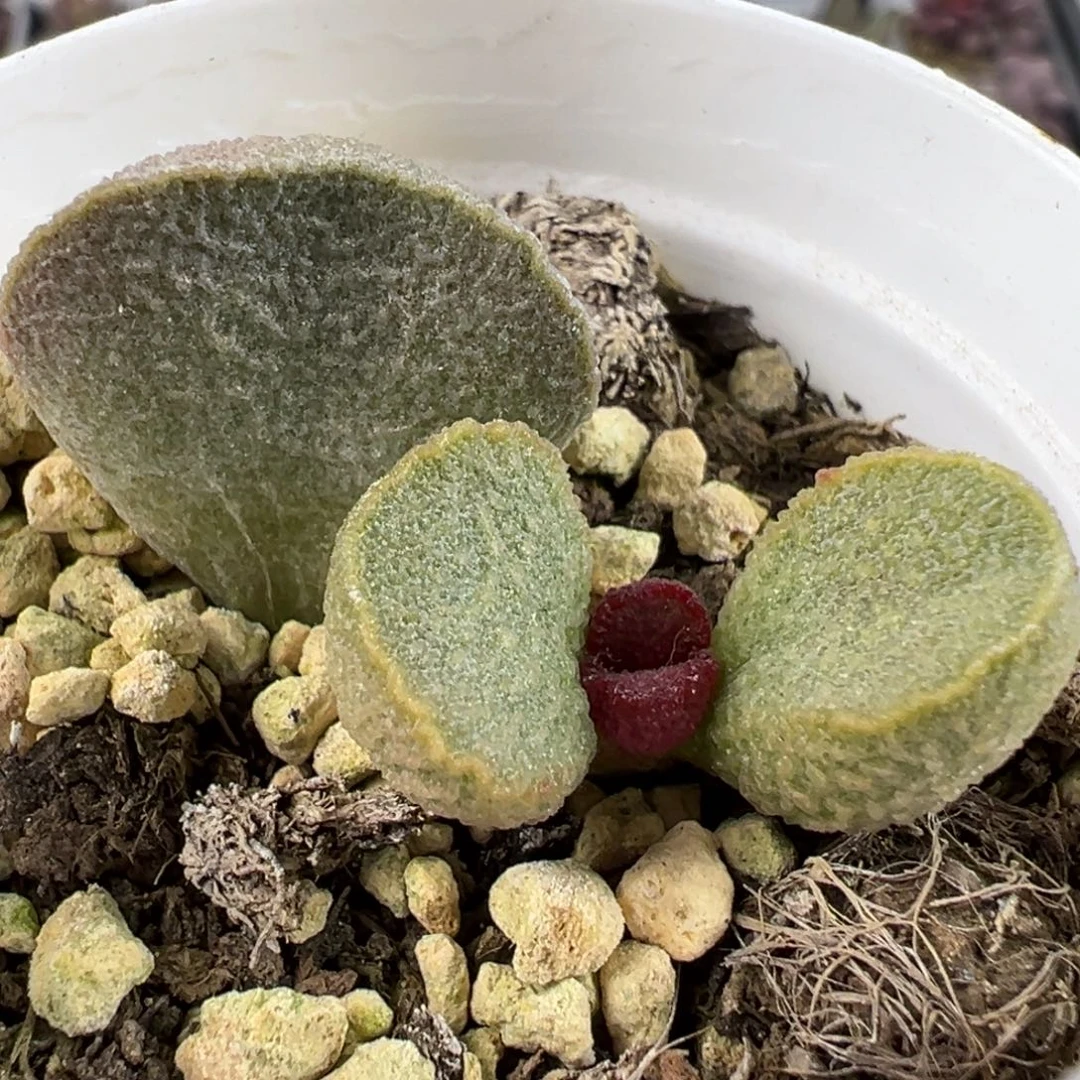 实生底叶苗纹路款多肉植物