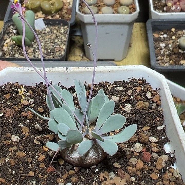 696号厚敦菊多肉植物