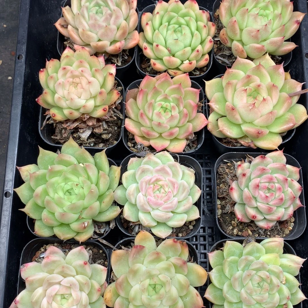 1201-116 麦秆套餐