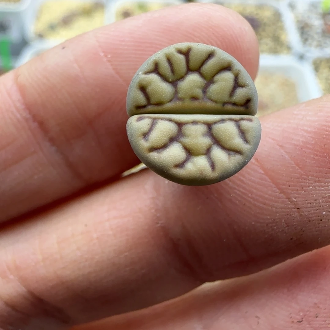 93线雀卵清框福利30包邮