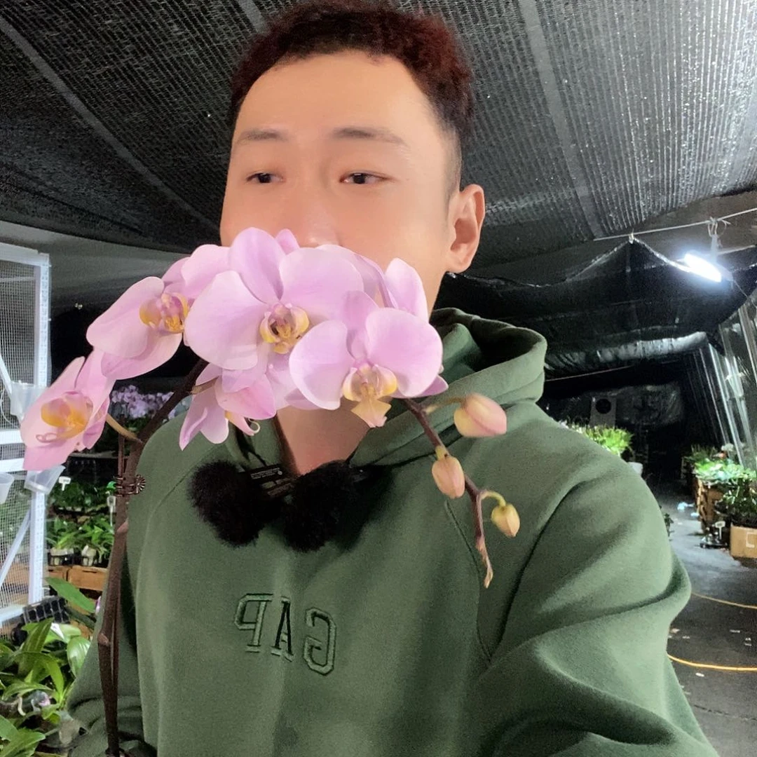 无花朵萨里奈斯蝴蝶兰
