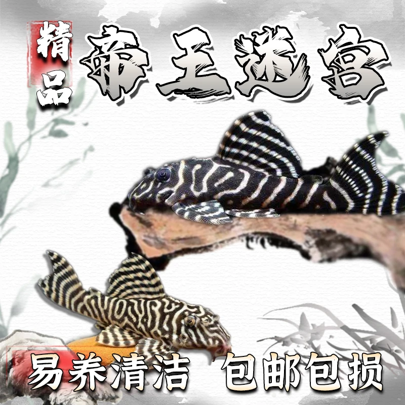 黄金帝王迷宫L333异型鱼南美热带淡水除藻观赏鱼清道夫鱼底栖鱼
