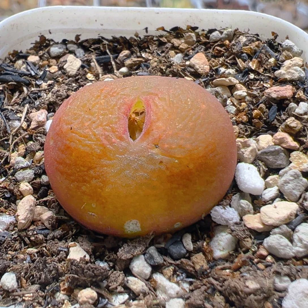 风*20多肉植物百科知识