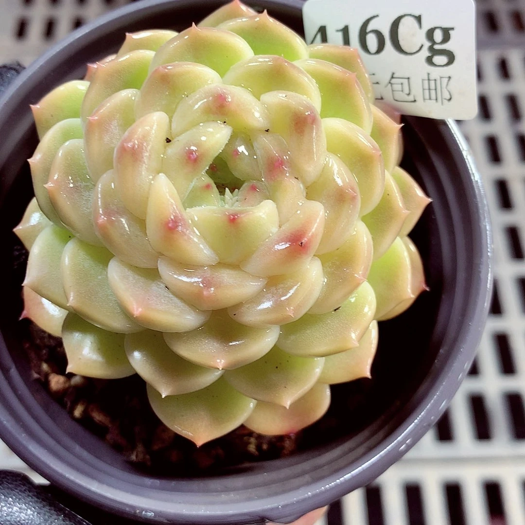 5厘米盆精控多肉416