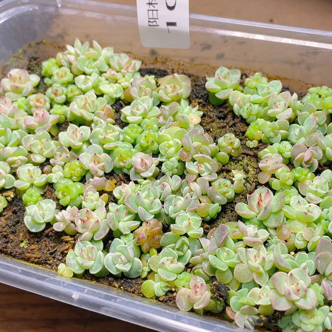 多肉植物多肉植物1094