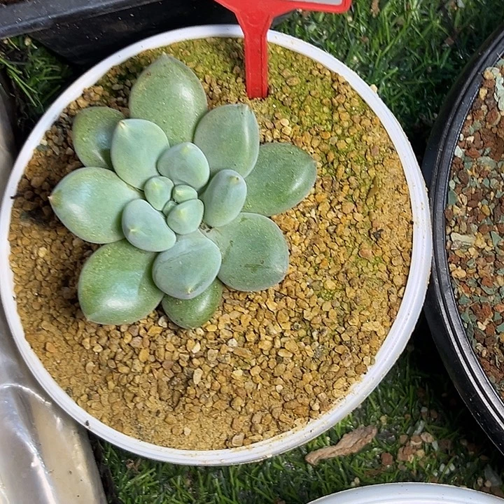 无****多肉植物胖体哥特624