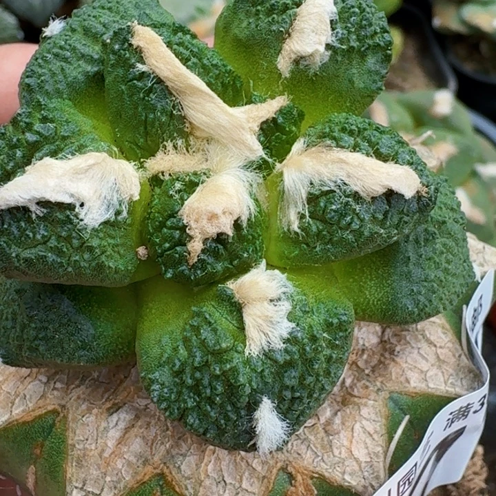 无花朵苗接黑牡丹连山477