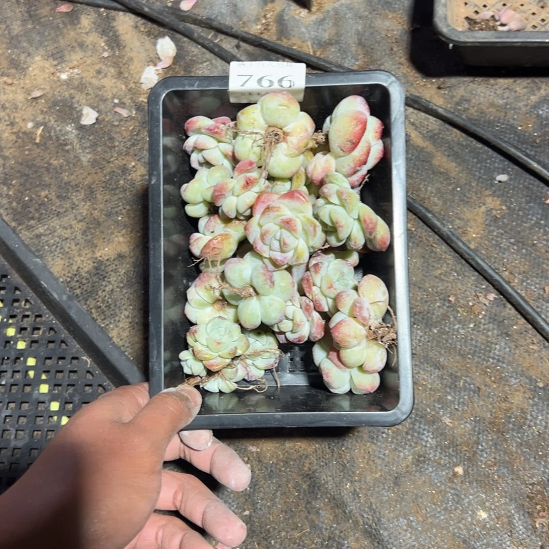 小***耿766号瑕疵冰玉到手21颗一物一拍