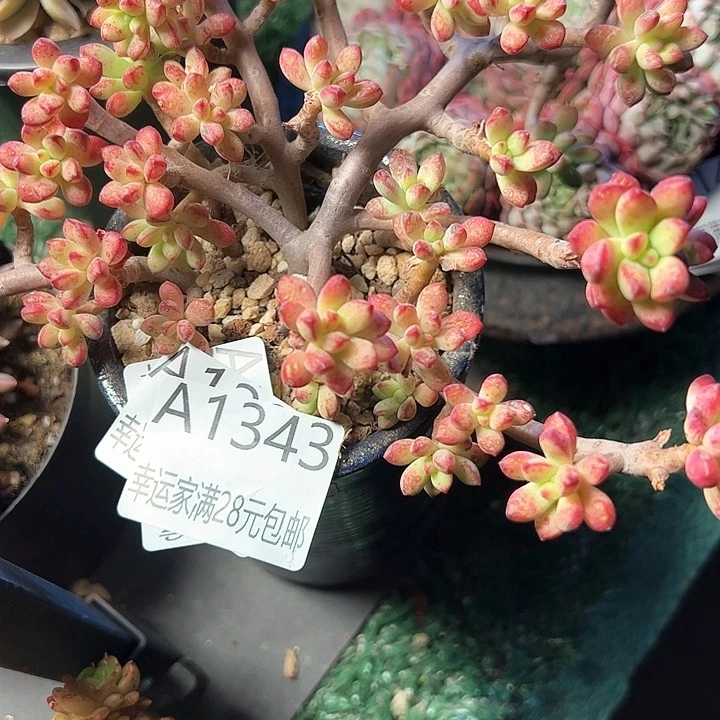 O*幸运的是我的朋友们