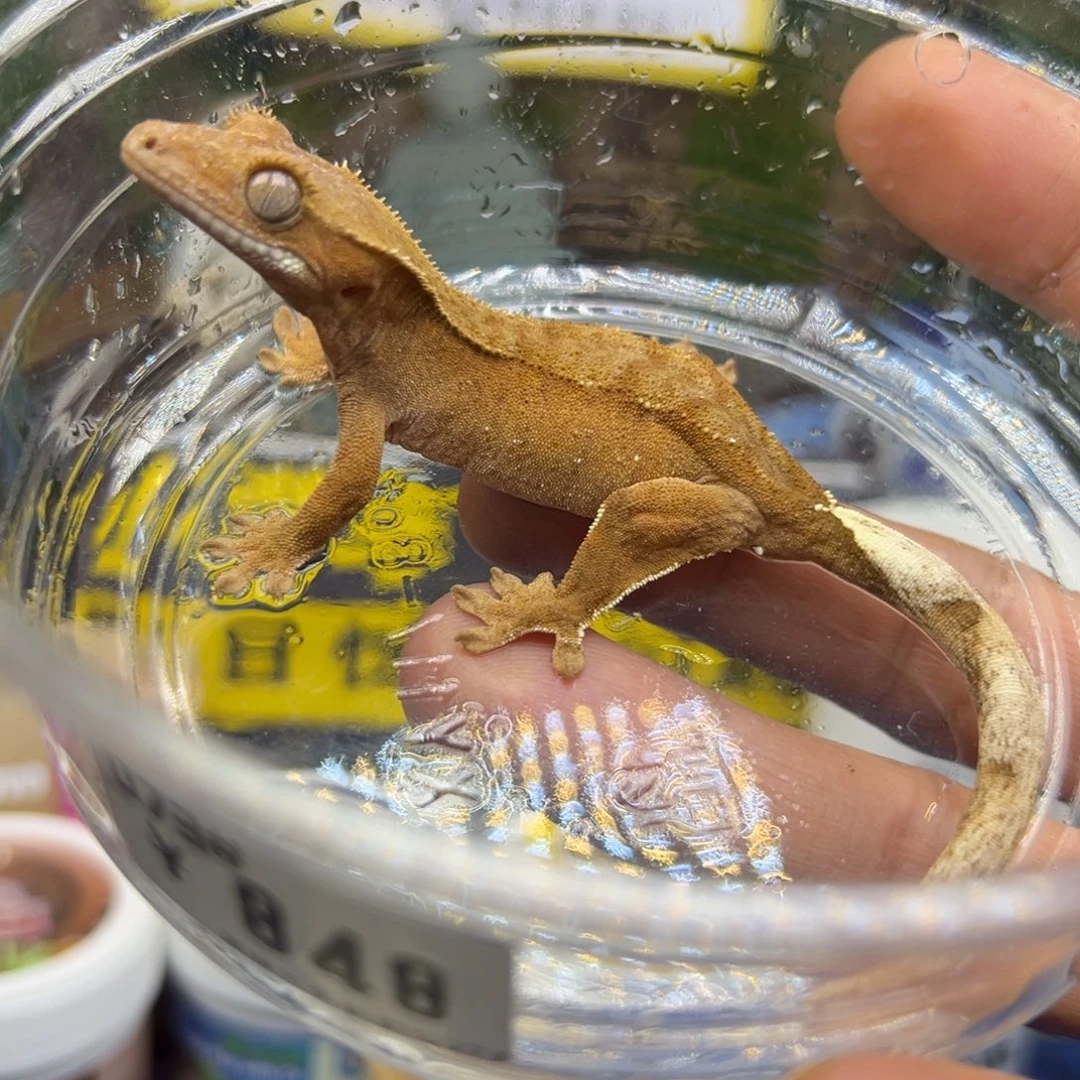 睫角守宫双红波点