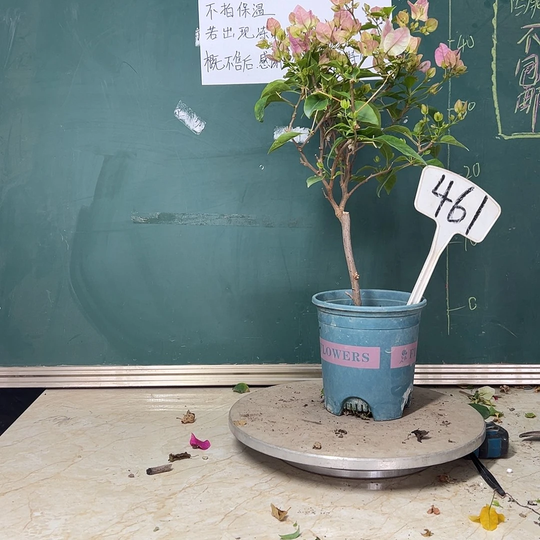 完全开放广红樱461