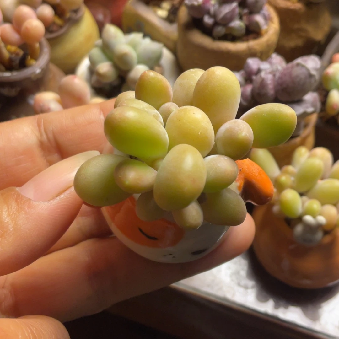芒果奶群带盆多肉奶酪