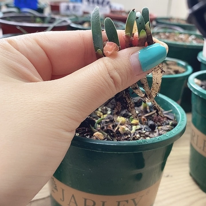 完全开放君子兰君子兰君子兰