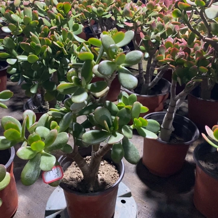 亚***平韩国紫叶一物一拍