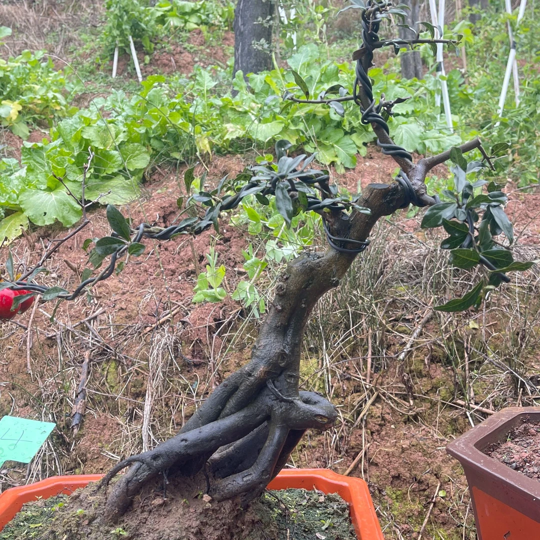 寄单子盆景素材链接