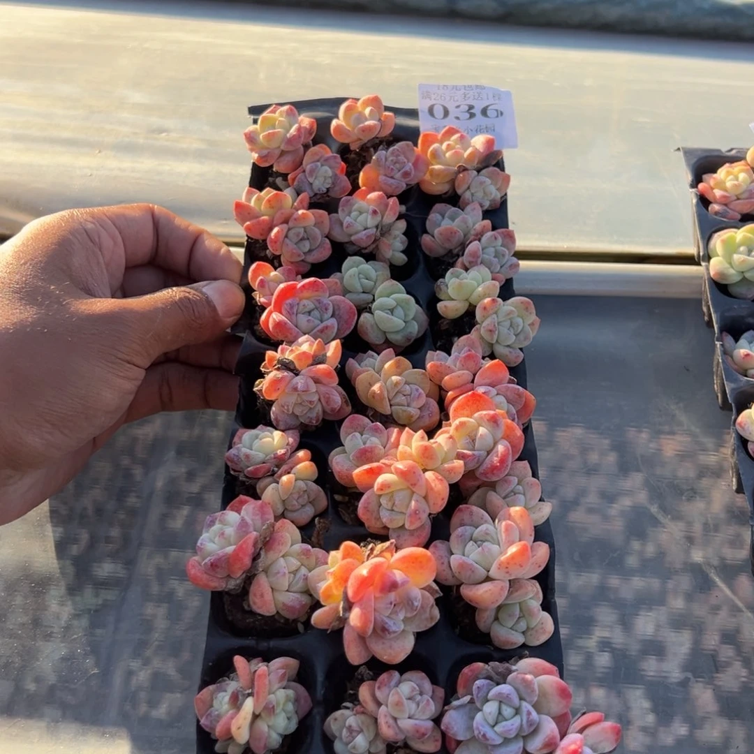 036 瑕疵冰玉到手21颗 不售后 一物一拍