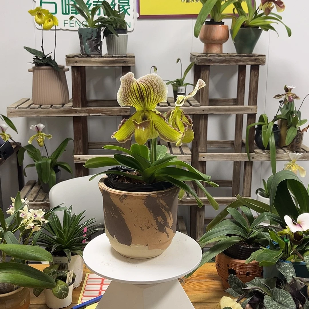 不开花植物费氏X绿肉饼一花