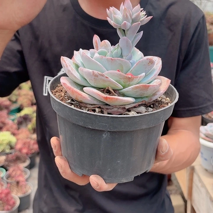 布鲁兰多肉植物单头拍一发二