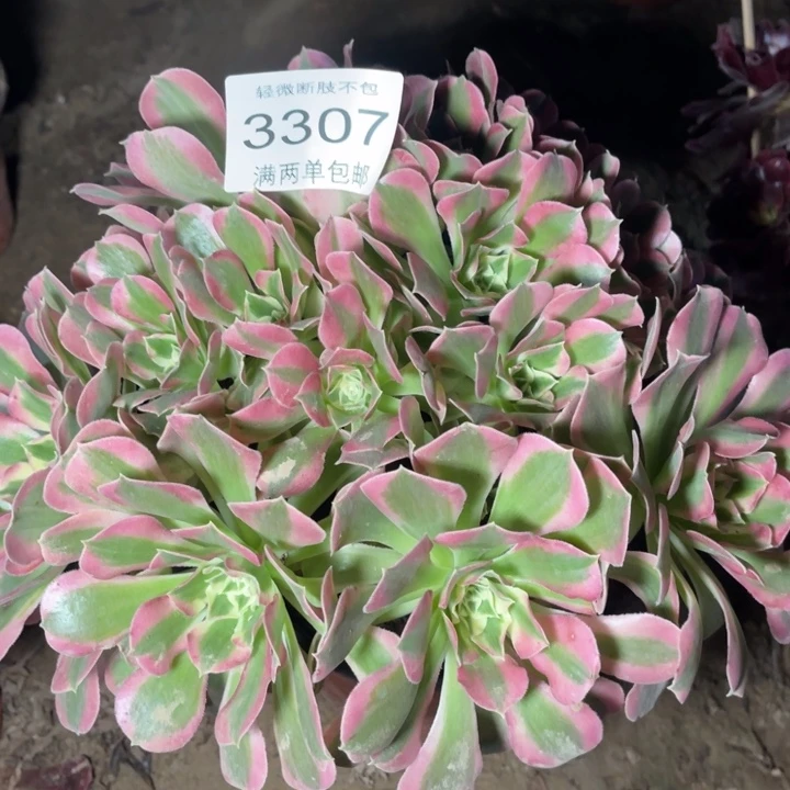 3307白凤的的的多