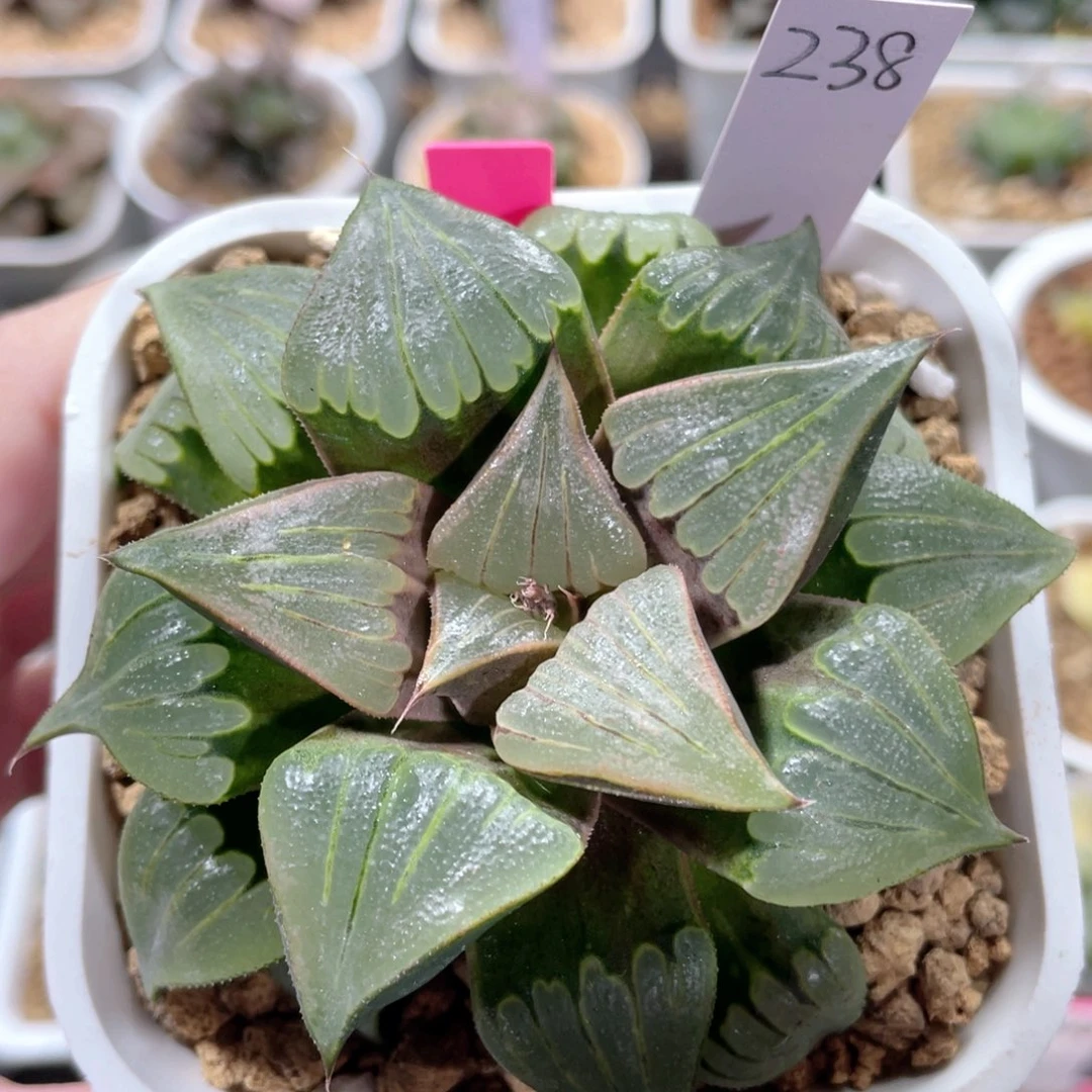 238媚凤。          