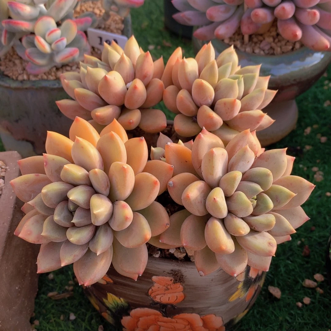 红象牙15 公分一物一拍