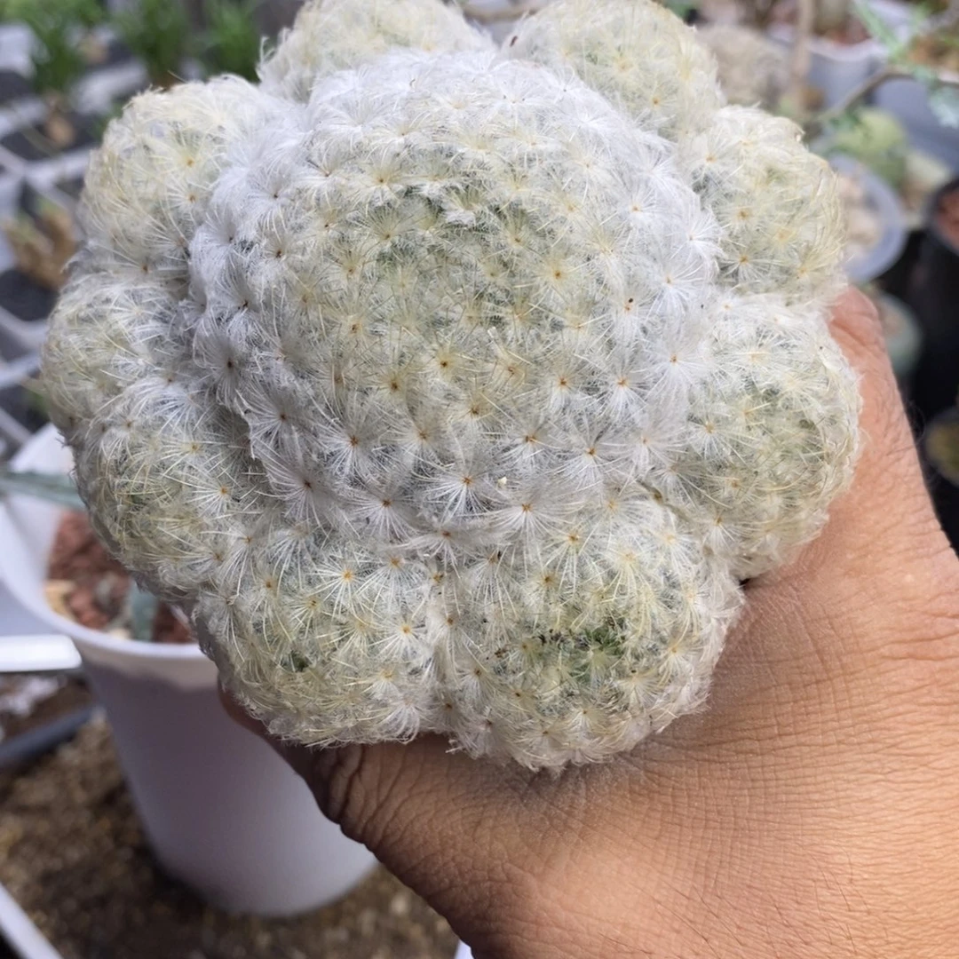 *****佛头白星一物一拍