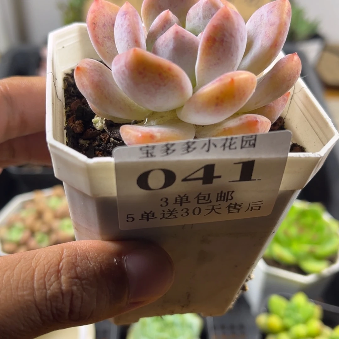 梦露一物一拍满三单包邮五单送30天售后
