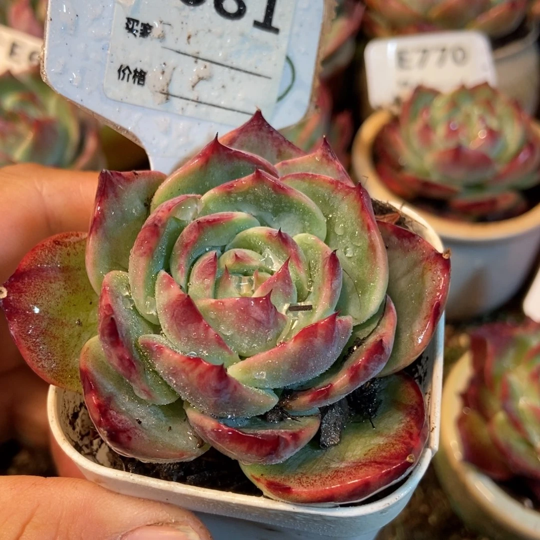 惊鸿一瞥681号楼多肉