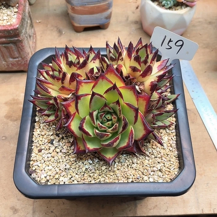 小***颖多肉植物，美乌159号