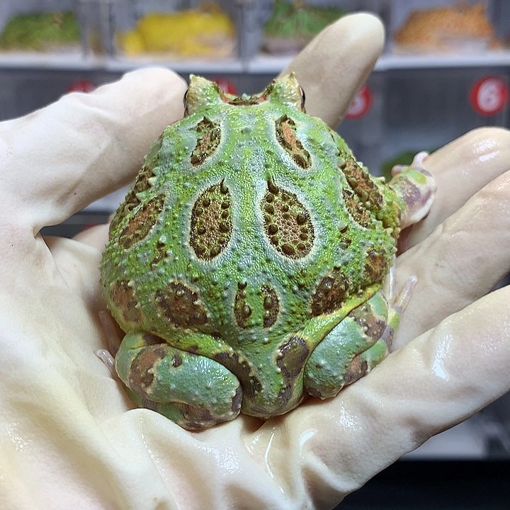 角蛙2297蓝光圈大绿角