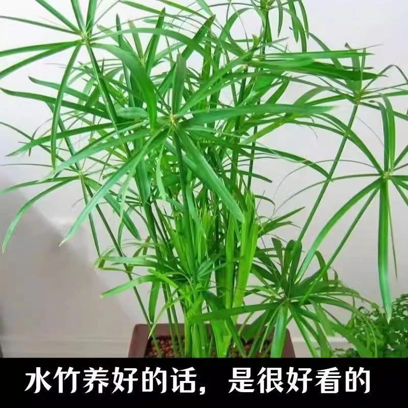 水竹风车草旱伞草水培鱼缸池塘绿植四季常青净化水质观赏