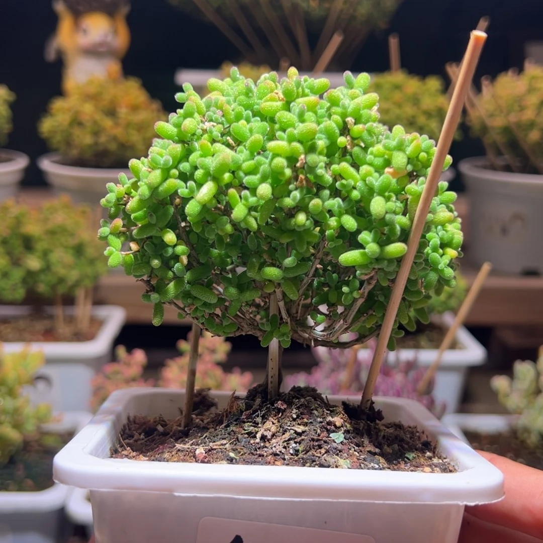 好****444金桔一物一拍带盆土发货