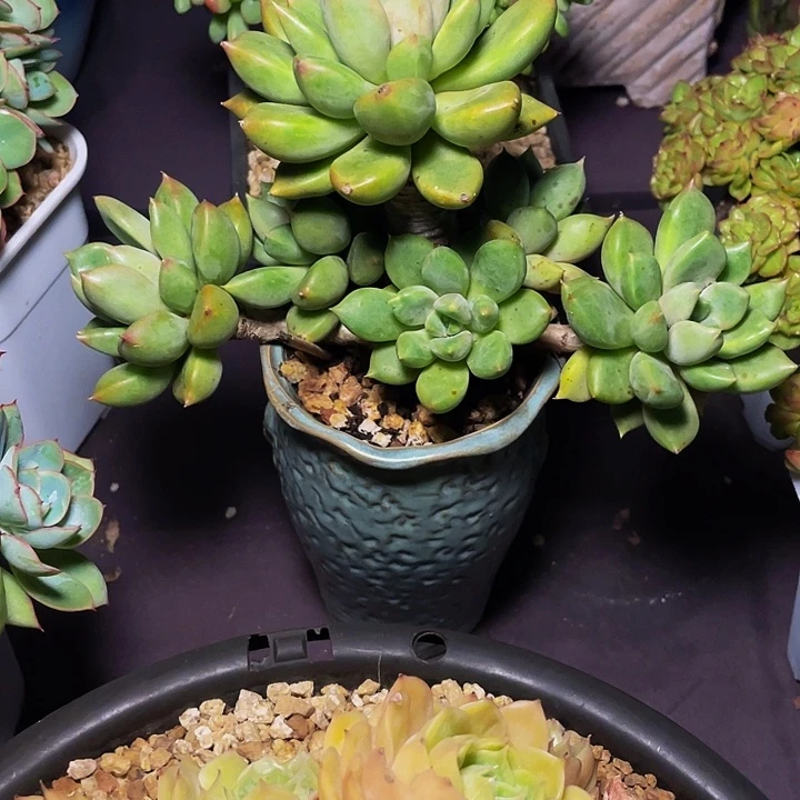 用***4多肉植物多肉寄养象牙