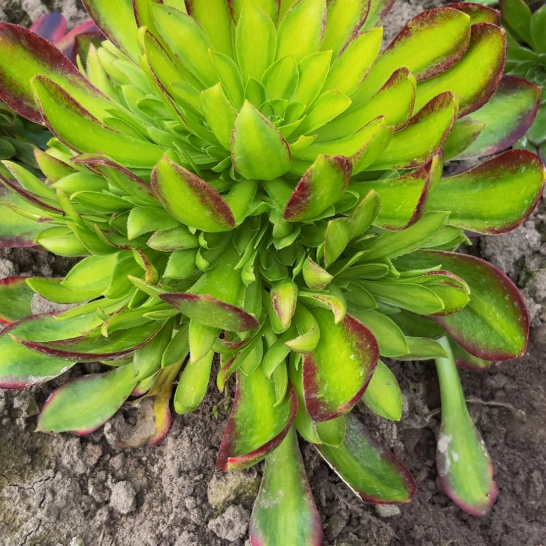 韶华菊多肉植物捧花的