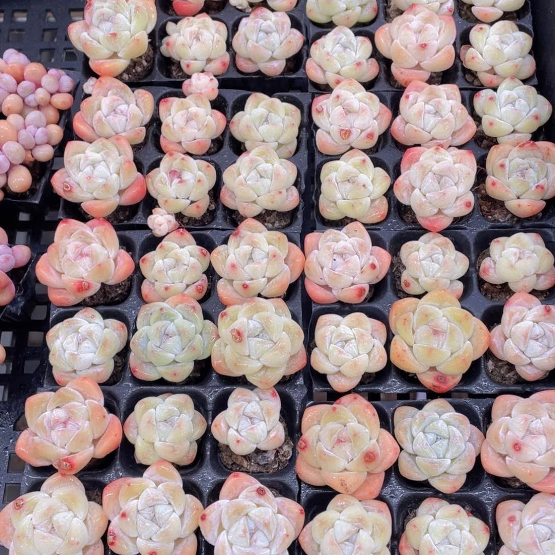 376号开播福利小老桩奶油冰玉六个
