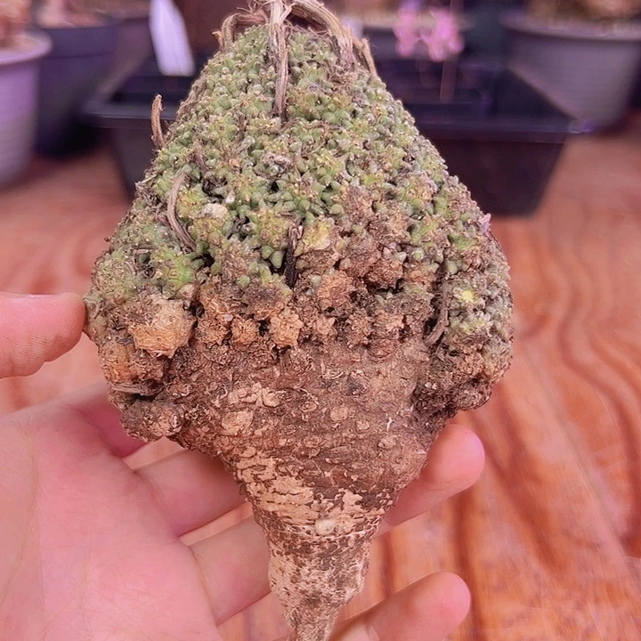圣诞树大戟1，形状好