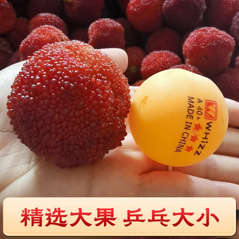 【顺丰次日达】仙居东魁杨梅正宗老树东魁精品大果新鲜杨梅杨梅同城送浙江省