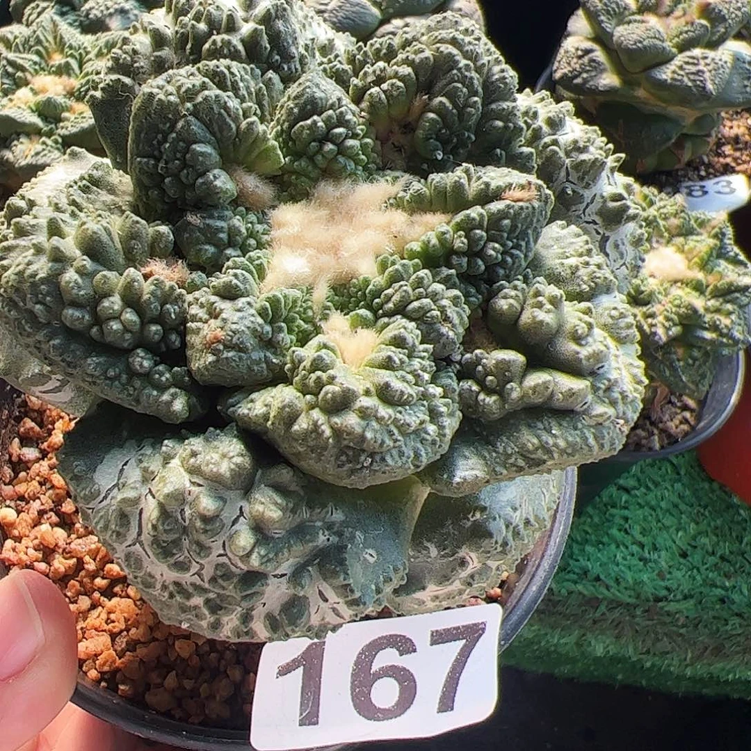 无花朵福利大尤龟甲牡丹167