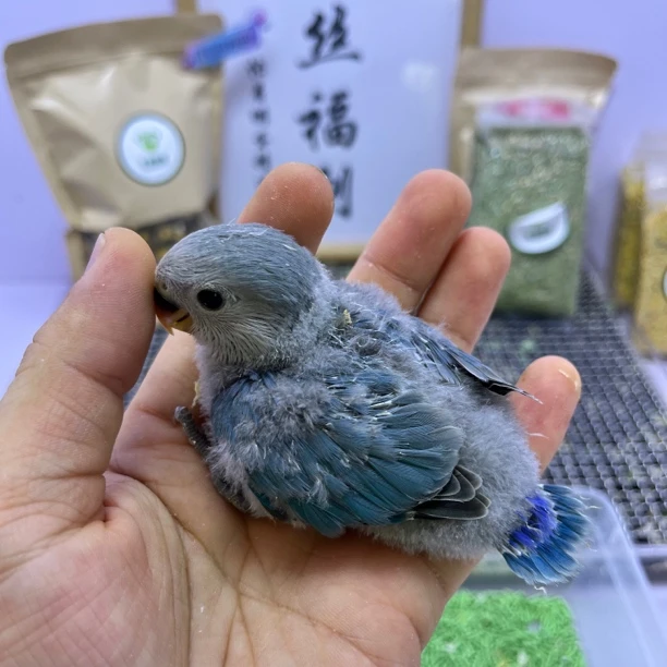 牡丹鹦鹉-精品高纯蓝银公F60969