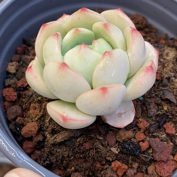 小香草 到手两颗