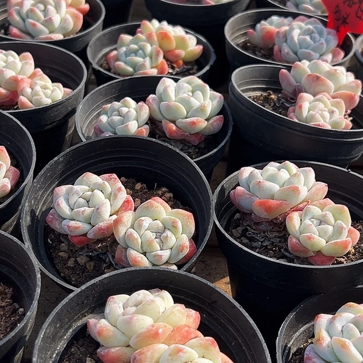 团024  双头  奶油 冰玉